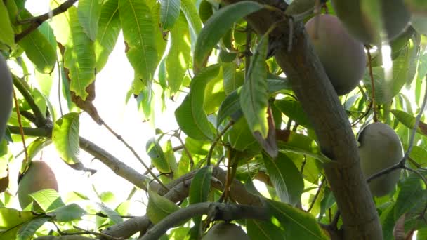 Мангос фрукты висят на ветке — стоковое видео