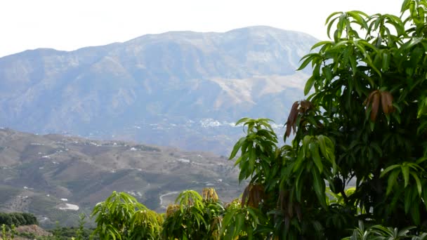 Plantación de árboles frutales de mango — Vídeo de stock