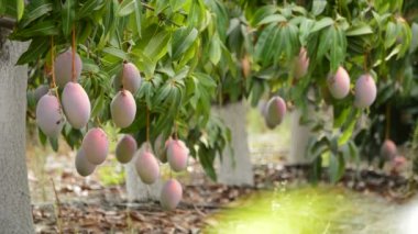 Mango tropik meyve plantasyon içinde