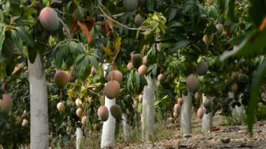 Mango tropik meyve plantasyon içinde