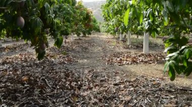 Mango tropik meyve plantasyon içinde