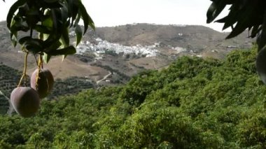 Mango tropik meyve plantasyon içinde