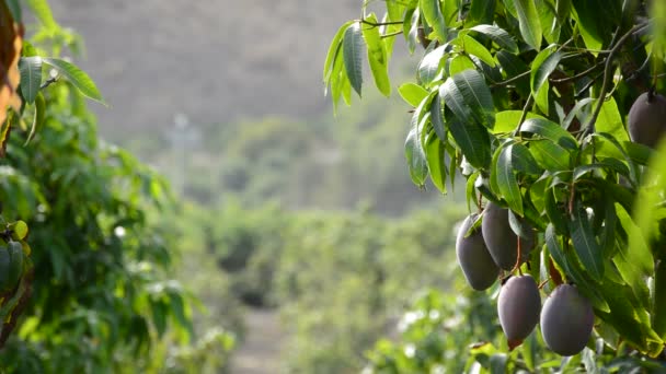 Mangos tropical fruit in plantation — Stock Video