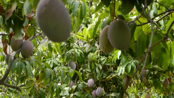 Mangos tropical fruit in plantation — Stock Video