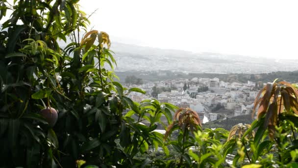 Mangos fruta tropical en plantación — Vídeos de Stock