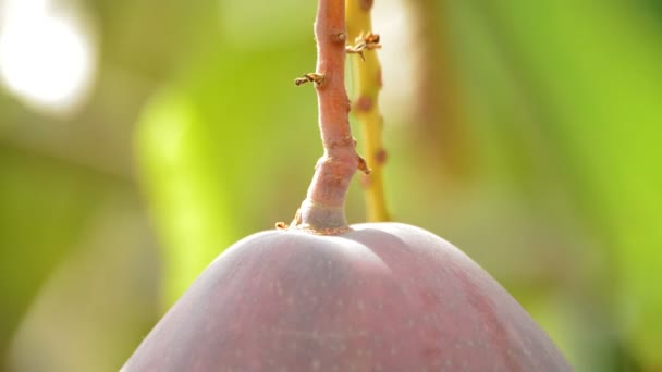 Mango tropische Früchte auf Plantage — Stockvideo