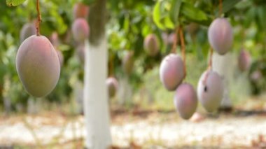 Mango ağaçları plantasyon