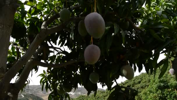 Mangos frutas tropicais em plantação — Vídeo de Stock