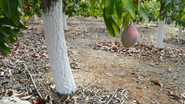 Манго тропічні фрукти в плантації — стокове відео