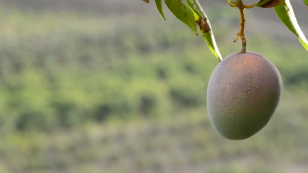 Mango fruit hanging at branch — Stock Video