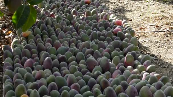 Mango vruchten in differents momenten van de oogst — Stockvideo