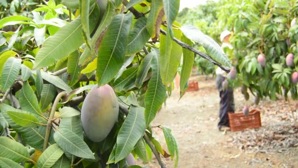 Mango vruchten in differents momenten van de oogst — Stockvideo