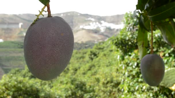 Mango ovoce visí na pobočce — Stock video