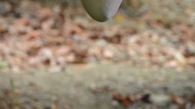 Bir ağaçta asılı mango tropikal meyve