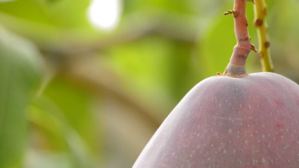 Mango fruit hanging at branch — Stock Video