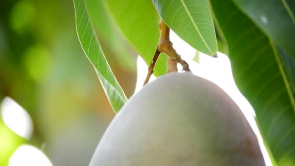 Mango fruit hanging at branch — Stock Video