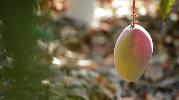 Плоды манго висят на ветке — стоковое видео