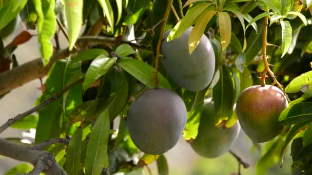 Mangos fruta colgando en la rama — Vídeo de stock