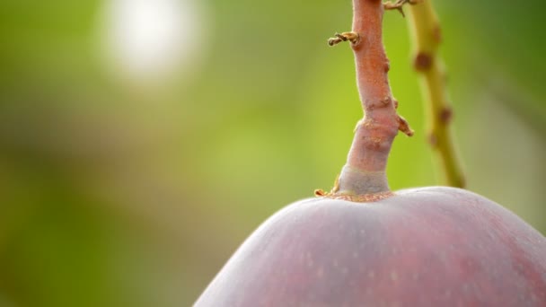 Mango fruta colgando en la rama — Vídeos de Stock