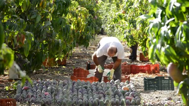 Mango in differents moments of the harvest — Stock Video