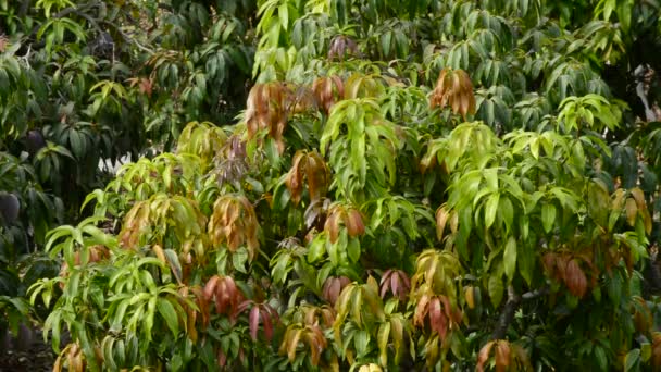 Plantación de árboles de mango — Vídeos de Stock