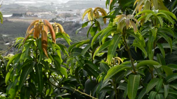 Plantación de árboles de mango — Vídeo de stock