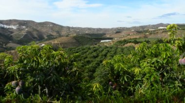 Mango ağaçları plantasyon