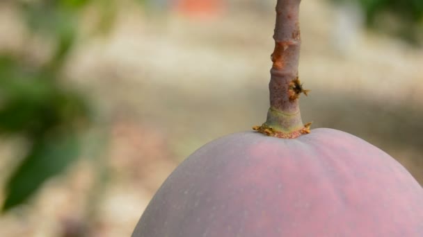 Mango fruta colgando en la rama — Vídeos de Stock