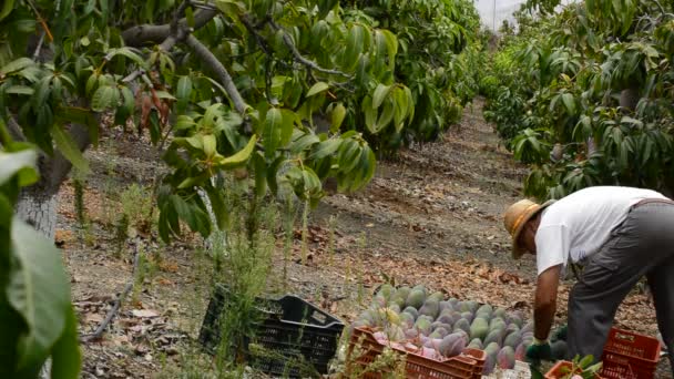 Mango in differents moments of the harvest — Stock Video