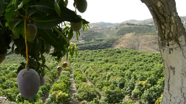Plantation of mango trees — Stock Video