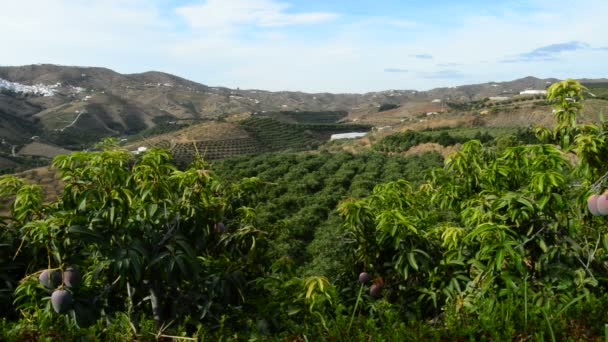 Plantación de árboles de mango — Vídeos de Stock