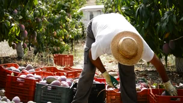 Mango in differents moments of the harvest — Stock Video