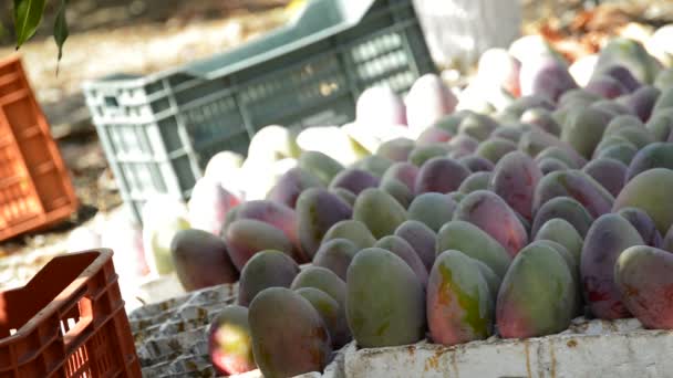 Frutos de mango en diferentes momentos de la cosecha — Vídeos de Stock