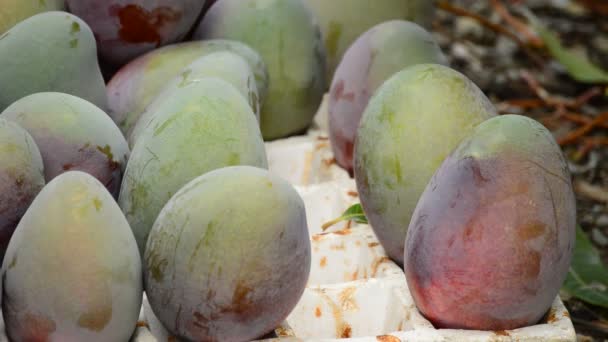 Frutos de mango en diferentes momentos de la cosecha — Vídeo de stock