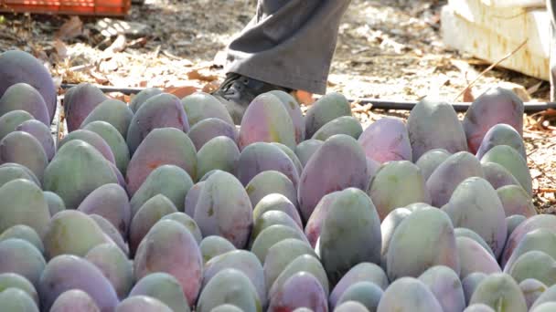 Frutos de mango en diferentes momentos de la cosecha — Vídeos de Stock