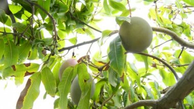 Mango meyve hasat değişik anlarda
