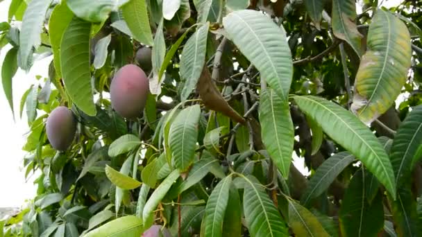 Mango fruits in differents moments of the harvest — Stock Video