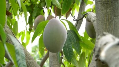 Mango meyve hasat değişik anlarda