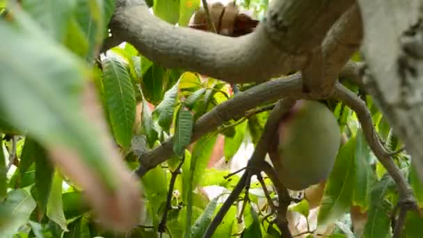 Mango frukt i differents stunder av skörden — Stockvideo