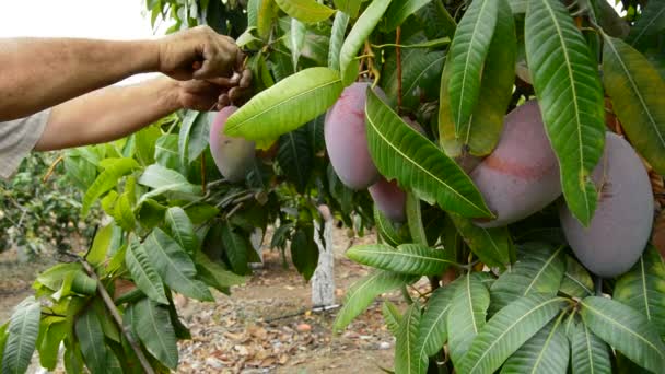 Mango vruchten in differents momenten van de oogst — Stockvideo