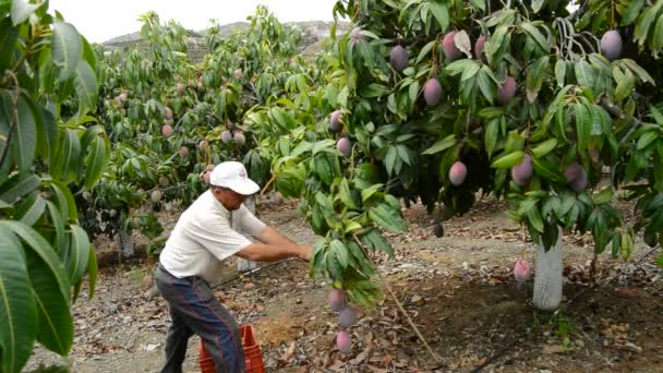 Mango fruits in differents moments of the harvest — Stock Video