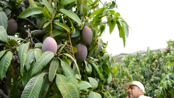 Mango fruit in differents moments of the harvest — Stock Video