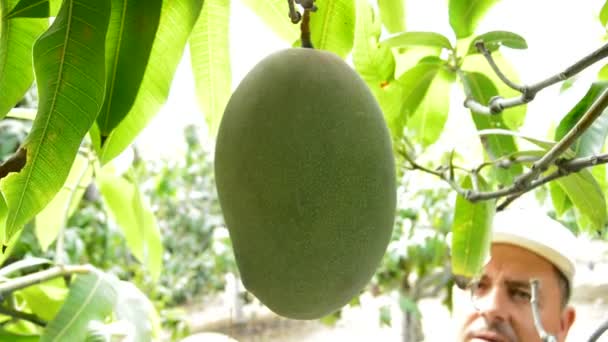 Frutos de mango en diferentes momentos de la cosecha — Vídeos de Stock