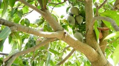 Mango tropik meyve ağacındaki hasat