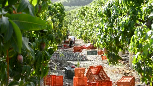 Mango nei diversi momenti della vendemmia — Video Stock