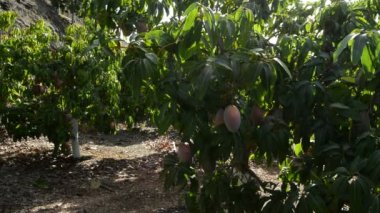 Mango ağaçlarında hasat