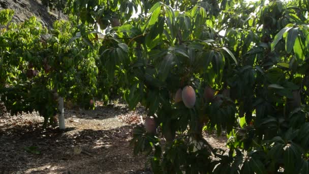 Harvest of mango in trees — Stock Video