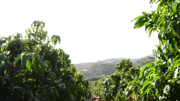 Harvest of mango in trees — Stock Video