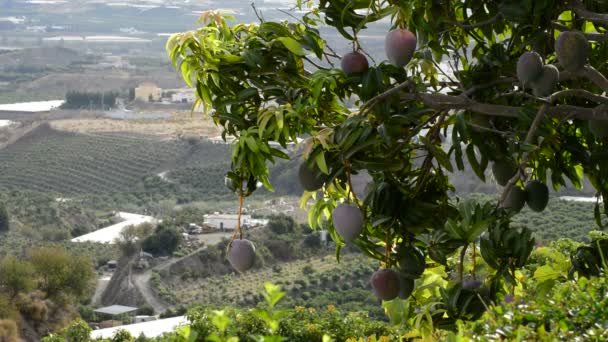 Plantación de árboles de mango — Vídeos de Stock