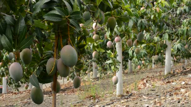 Plantación de árboles de mango — Vídeo de stock